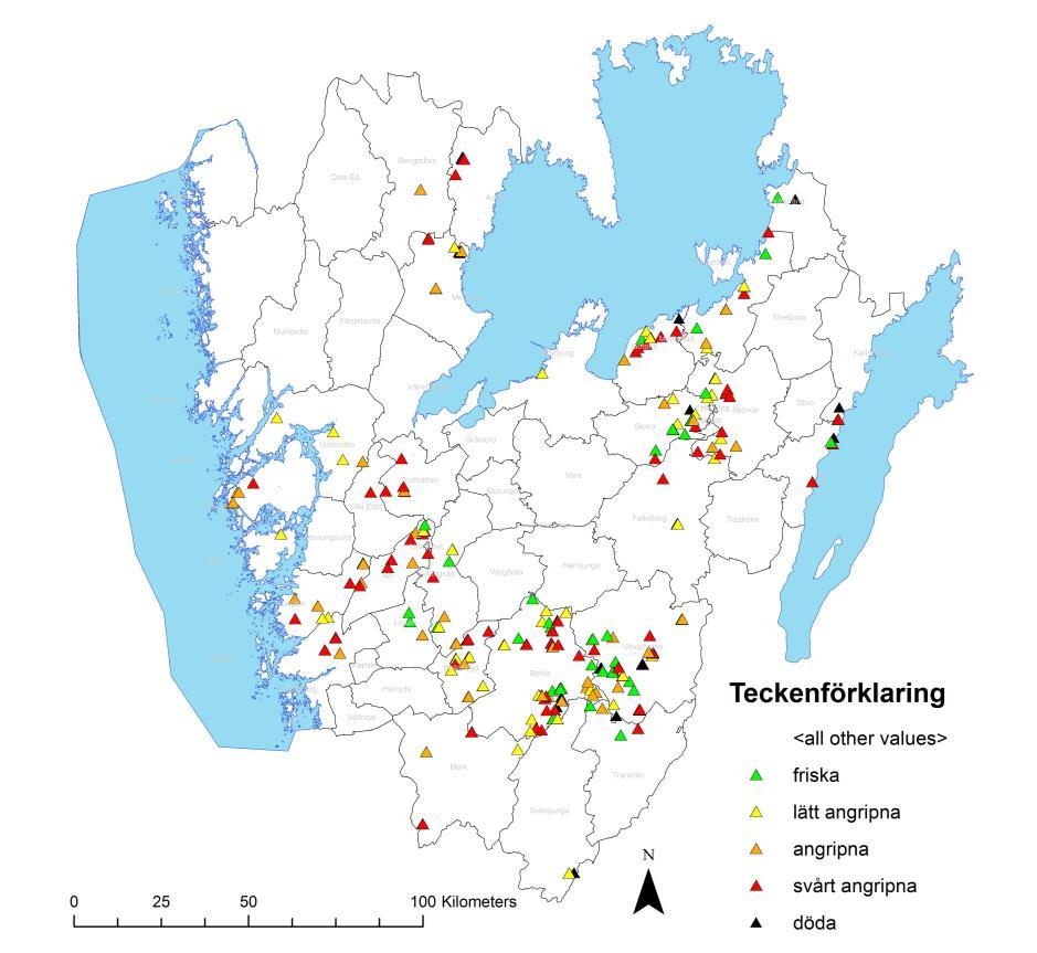 Resultat 315 (330 minus 15 döda askar från inventeringar 2009 och 2011) askar inventerades i fält under augusti 2013. När analysen gjordes för att jämföra data från 2009 och 2011, användes 330 träd.