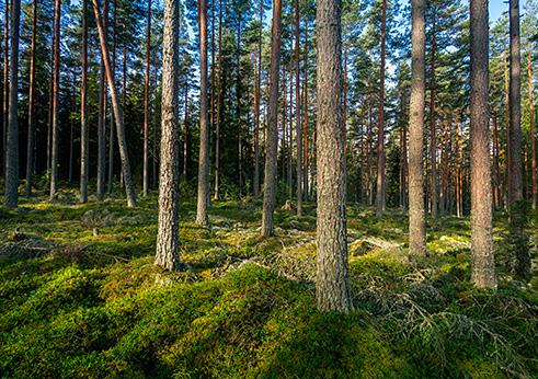 Finland i förnyelse en värld av möjligheter Många av de saker som vi nu tycker är självklara är unika.