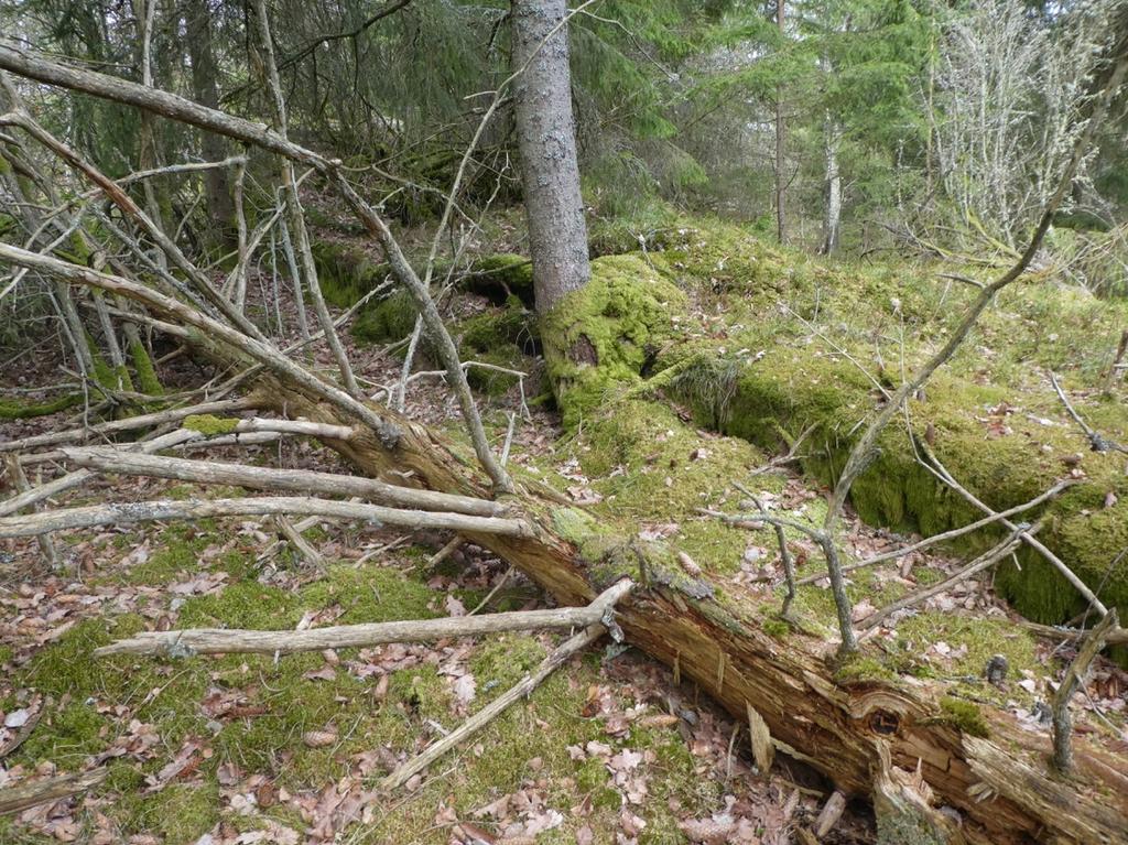 Objekt-ID: 8 Naturvärdesbedömning: Visst naturvärde - naturvärdesklass 4 Dominerande naturtyp: Skog och träd Biotoper: Barrblandskog Beskrivning: Litet parti äldre barrblandskog med