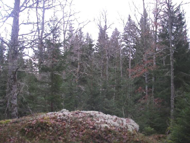 fri utveckling 5) Branter som lämnas för fri utveckling 6) Tallrismosse intill Sandgölen 7) Arronderingsmark- Hygge 8) Arronderingsmark- Tallplantering 9) Skyddszon 10) Anläggningar för friluftslivet