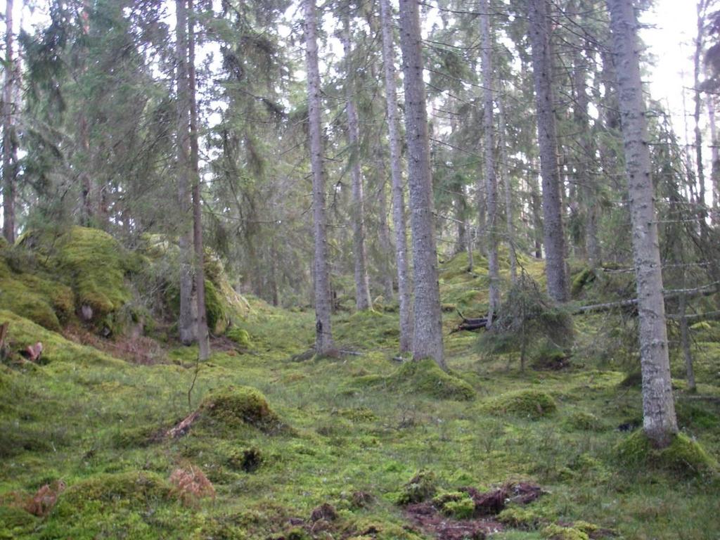 2.1.4 Skötselområde 4, Barrblandskog som lämnas för fri utveckling Areal: 21,10 ha indelat i två delområden (4A och 4B) Naturtyp enlig Natura 2000: 9010 Västlig taiga 21,10 ha Målnaturtyp: 9010-21,10
