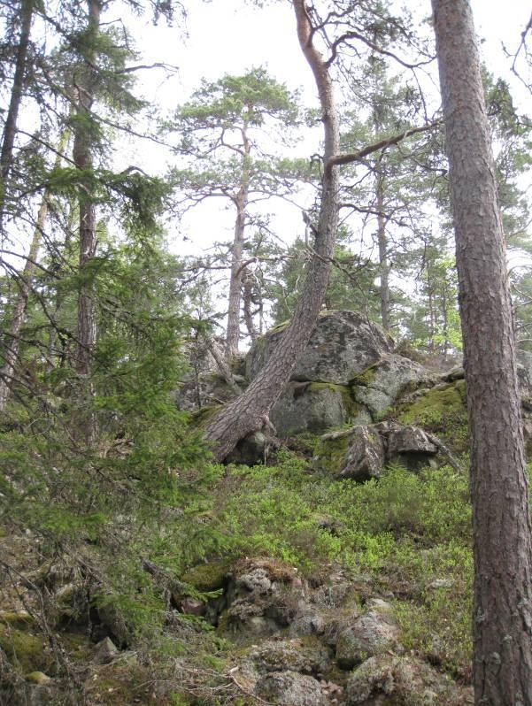 Åtgärder Restaureringar: I dagsläget behövs inga restaureringsåtgärder.