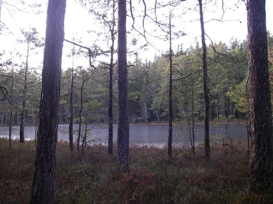 2.1.6 Skötselområde 6, Tallrismosse intill Sandgölen Areal: 2,5 ha (inkl. Sandgölen) Naturtyp enlig Natura 2000: Uppfyller i dagsläget inte någon definierad Natura 2000 naturtyp.