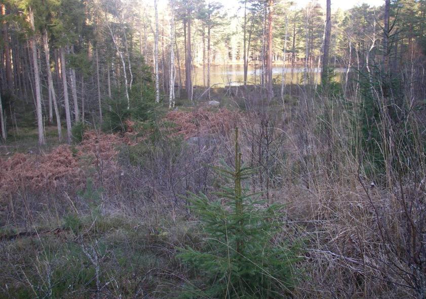 2.1.7 Skötselområde 7, Arronderingsmark- Planterat hygge Areal: 0,2 ha Naturtyp enlig Natura 2000: Uppfyller i dagsläget inte någon definierad Natura 2000 naturtyp.