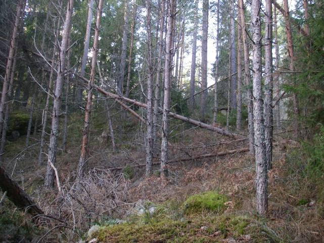 2.1.8 Skötselområde 8, Arronderingsmark- Yngre tallskog/gallringsskog Areal: 0,5 ha Naturtyp enlig Natura 2000: Uppfyller i dagsläget inte någon definierad Natura 2000 naturtyp.