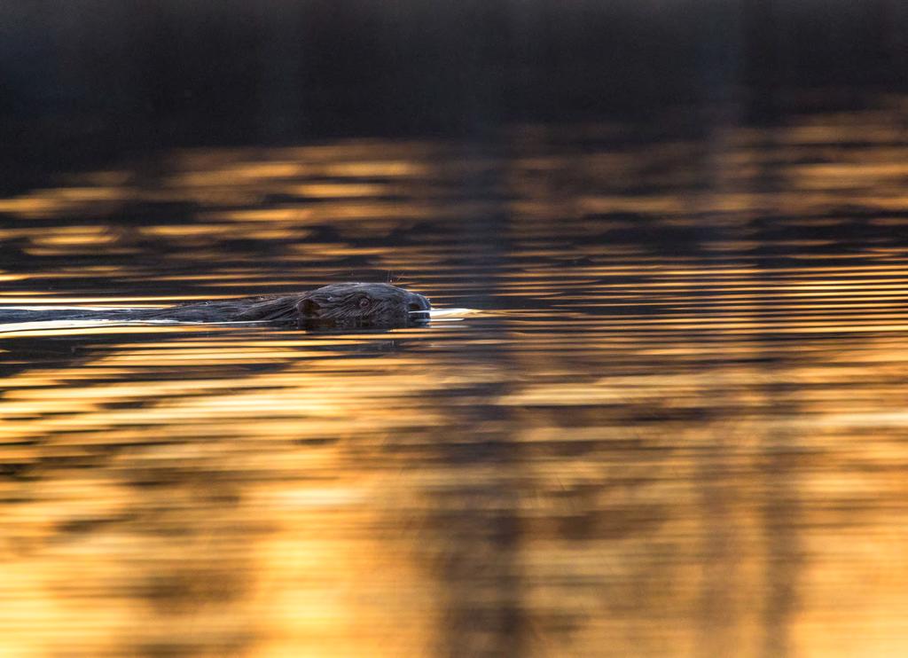 Fotografera bäver i Västmanland.