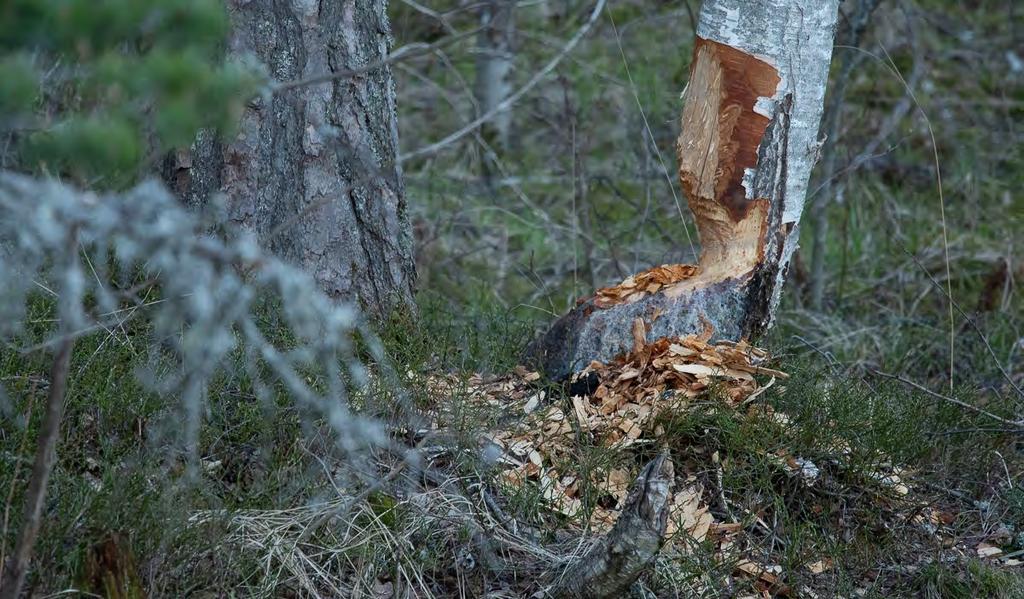 Pris: 4.700 SEK 28-30 juni 2019 7 PLATSER (Begränsat antal platser) Anmälningsavgift: 940 kronor (20%) Inkluderat i priset : Boende i stuga vid genuin gårdsmiljö.