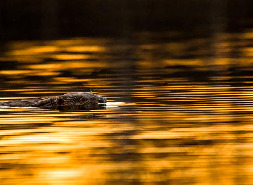 Ljudlöst tar vi oss ut på den lilla sjön. Bara en elmotor använder vi för att inte kväva naturens sånger. Det som hörs mest är kluckandet mot gummibåten.