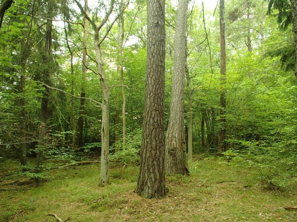 Delområde nr 3 Skogsparti mellan Blackebergs sjukhus och Tyska botten Naturvärdesklass 4: Visst naturvärde Skogsområdet öst och sydöst om Blackebergs sjukhus består av hällmarkstallskog i de centrala