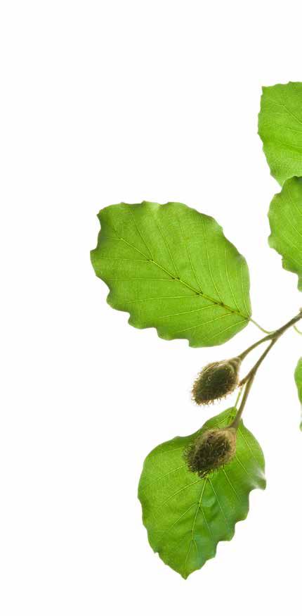 NYSTARTAT SAMARBETE OM EKOSYSTEMTJÄNSTER LKF har under 2018 inlett ett samarbete med Lunds kommun och några hyresgäster, i syfte att inventera och värdera befintliga ekosystemtjänster.