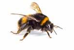 Rapporten från inventeringen visar vilka värden som finns i området när det gäller allt från insekter till träd och buskar.
