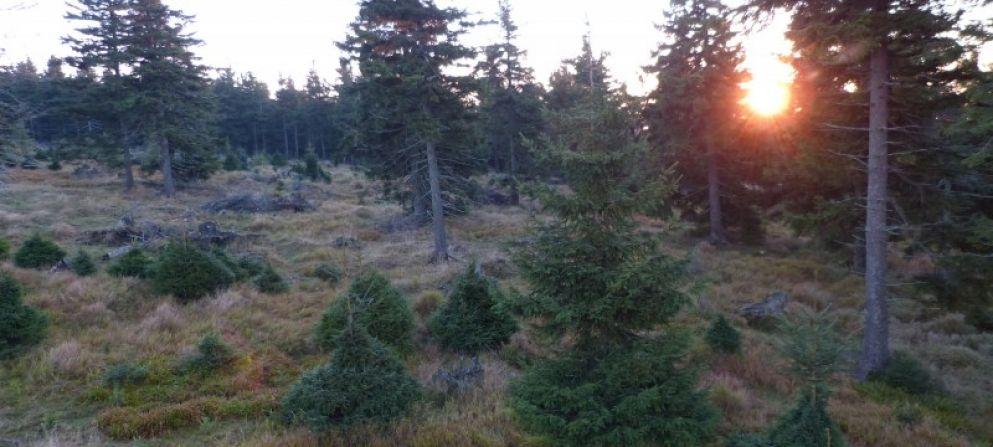 Höjdpunkter Höjdpunkter & & Beskrivning Beskrivning Hondjursjakt i Ladek Zdroj Hondjursjakt i Polen Höjdpunkter Att lista sig inom skotthåll av en grupp kronhindar är allt annat än lätt.