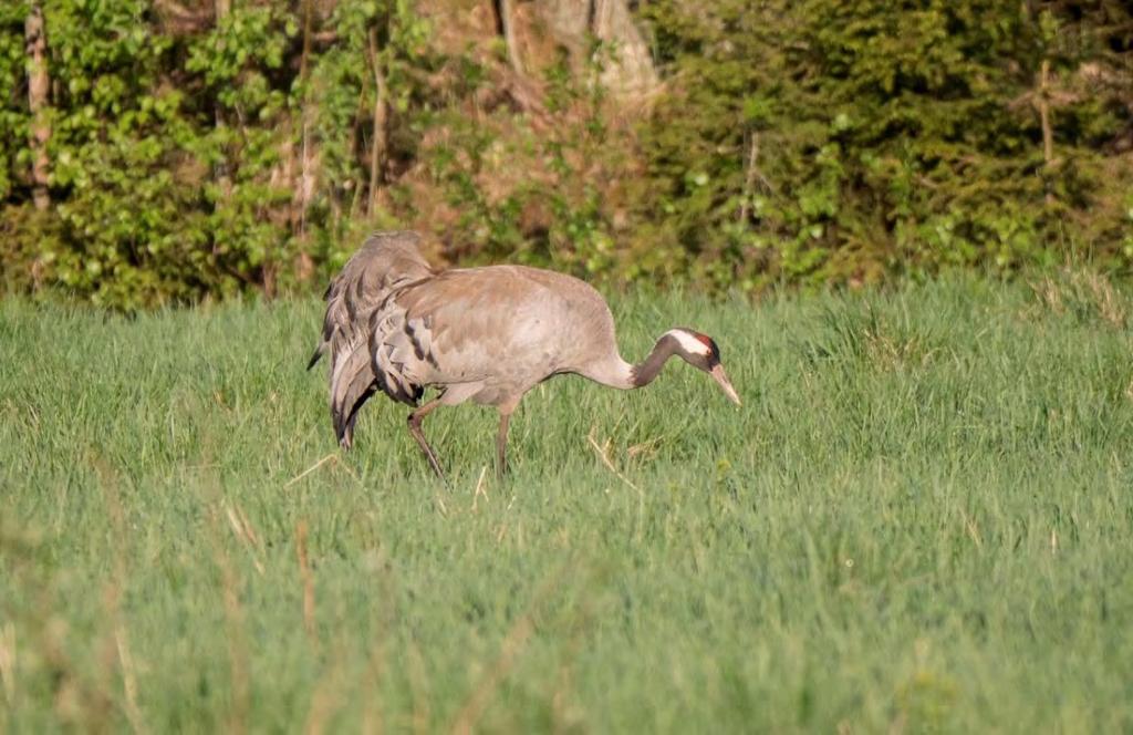 FÅGEL- OCH NATURVÄRDESINVENTERING SKELLEFTEÅ KRAFT UPPDRAGSNUMMER 13004101 EN UNDERSÖKNING AV FÅGELFAUNA OCH SKOGLIGA NATURVÄRDEN FÖR PROJEKT FURUNÄS-STORSTENMYRAN 2018-11-01 SWECO ENVIRONMENT AB