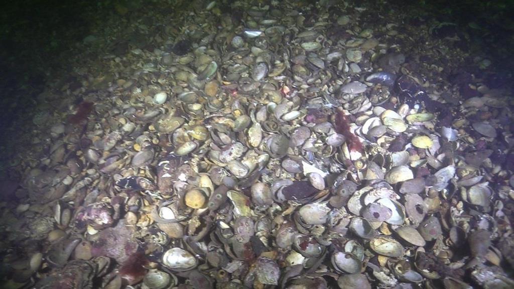 Figur 16. Skal från olika musselarter på vp 49. Bottenfauna Provdjupet på station 1 var 17,1 och på station 2 var 18,2 meter.