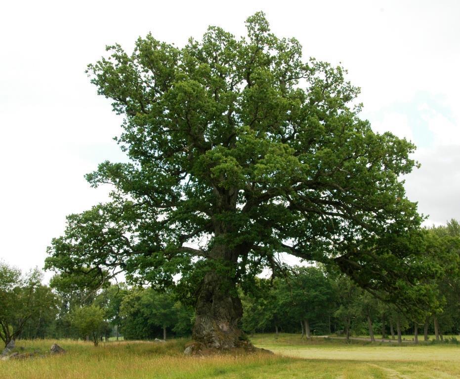 Uppdaterad åtgärdstabell för särskilt skyddsvärda träd 2020 2024