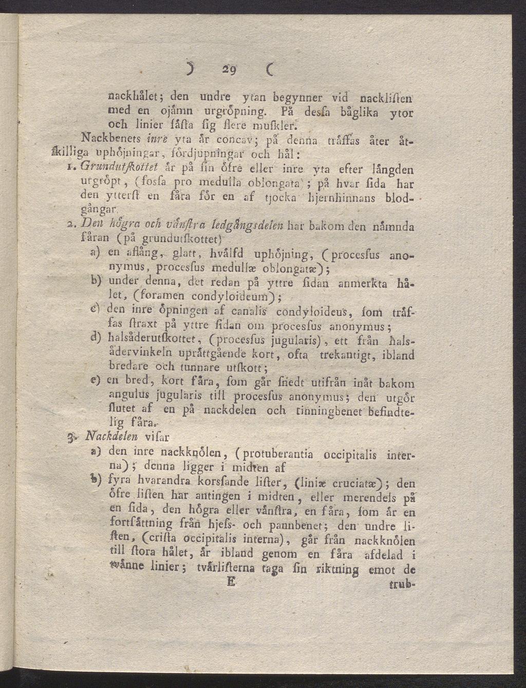 ) 29 C nackhålet; den undre ytan begynner vid nackliften med en ojåmn urgröpning. Pa desfia båglika ytor och linier få/la ßg fiere mufidér.