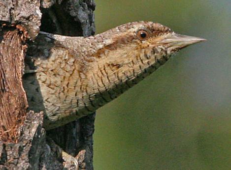 Göktyta. Ljungskile 2007. Foto: Kerstin Magneson. Biätare Merops apiaster Fyra fynd omfattande 7-8 fåglar innebär det bästa biätaråret hittills i landskapet.