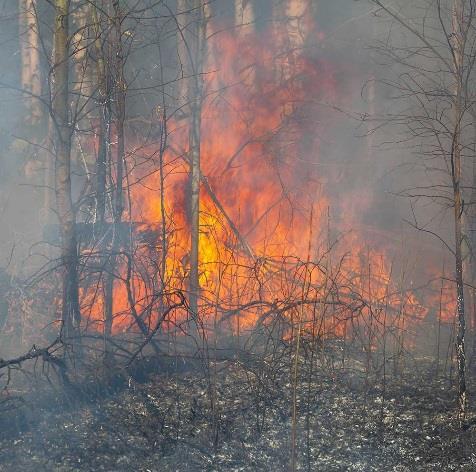 Sommarens bränder påverkades luften i Kronoberg?