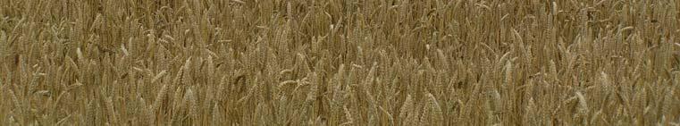 Rothamsted, UK M.J.