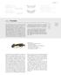 familj Tineidae tineidae 1