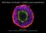 Wild-type Huntingtin, a billion-year experiment. Elena Cattaneo University of Milano and National Institute of Molecular Genetics