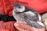 En fantastisk samling fågelkonst: Köp och stöd fågelforskning DEL 2