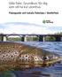 Gilla fiske. Grundkurs för dig som vill ha kul utomhus. Fiskeguide och lokala fisketips i Skellefteå.