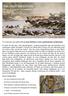 THE GREAT MIGRATION Kenya, 27 augusti 10 september 2016