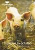 Grisarnas liv och död. En rapport om hur grisar behandlas i Sverige