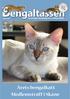 Bengaltassen. 2014 Nr 1 Föreningen Bengalkattens medlemsblad. Årets bengalkatt Medlemsträff i Skåne