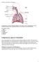 Lungorna tar upp syre från luften. Luftvägar och lungor / Luftvägarna