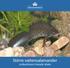 Större vattensalamander. småvattnens hotade drake