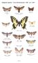 Bildgalleri fjärilar Trosa-Mörköområdet 2006 och 2007