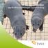 Pälsdjur djurskyddslagstiftningen i sammandrag. Pälsdjur djurskyddslagstiftningen i sammandrag