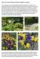 2013-06-01, Pinonvandring i Botaniska Trägården i Uppsala