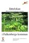 Jättelokan (Heracleum mantegazzianum)