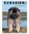 EURASIER NUMMER 2 2008 ÅRGÅNG 12. bladet
