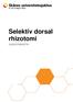 Selektiv dorsal rhizotomi SJUKGYMNASTIK