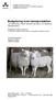 Budgetering inom lammproduktion - En jämförelse mellan lammproducenter och Agriwises standardkalkyl