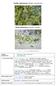 Vanlig vattenpest (Elodea canadensis) Smal vattenpest (Elodea nuttallii)