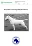 Rasspecifik avelsstrategi (RAS) för Bullterrier