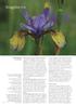 Skägglösa iris. Lotta Bernler text och foto