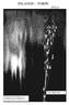INLANDS TORPE 1972:4 ULF NIELSEN. Omslagsbild: blomställning av ag (Cladium mariscus), Klädestjärn.