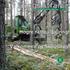 SkogsAffärer. Högre netto i gallring! Välkommen på Skogsdag! En informationsskrift från Rörvik Skog Nr 3-2008