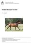 Orsaker till magsår hos häst