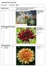 Lökförsäljning 15 april 2015. Nr Sort Ant Pris Bild. Dahlia Honka. Dahlia kaktusblommande 2. Dahlia dekorativ 3. Vit 1 25 Denna vita dahlia har