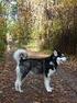 Alaskan malamute. Funderingar kring rasens tillblivelse och tidiga historia. av Louis Liljedahl