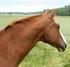Glukosamin som fodertillskott till häst