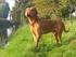 DOGUE DE BORDEAUX. Grupp 2