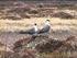 Immature Long-tailed Skuas Stercorarius longicaudus in Swedish Lapland in 2009